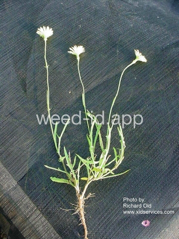 falsedandelion, Carolina